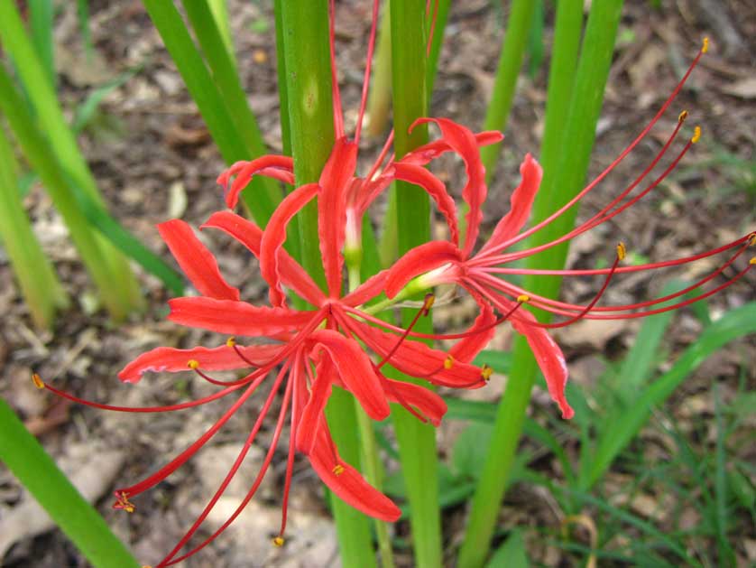 Kinchakuda higanbana flower, Saitama, Japan.