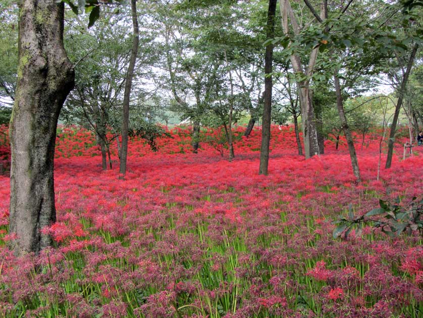 Kinchakuda guide, Saitama, Japan.