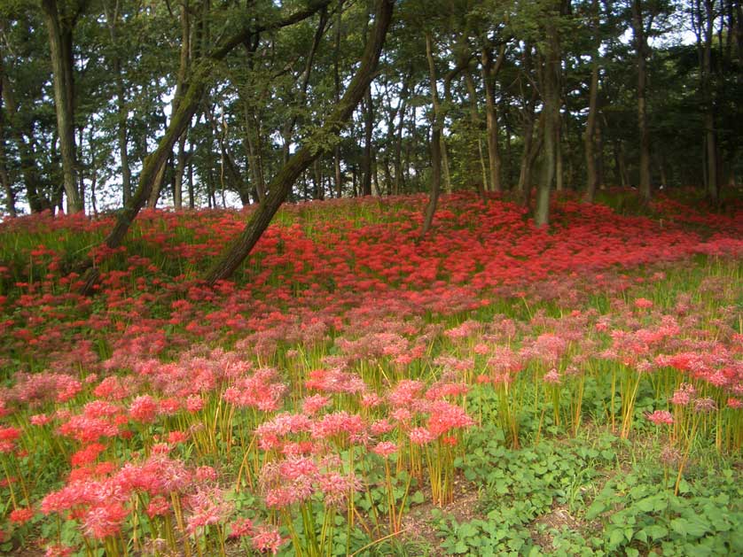 Kinchakuda higanbana, Saitama Prefecture.