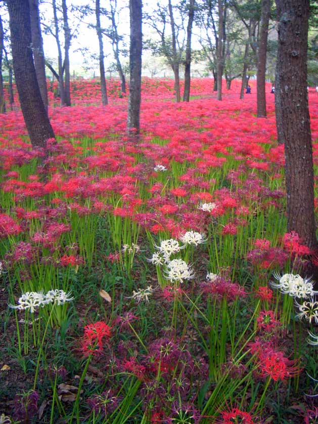 Kinchakuda higanbana, Saitama Prefecture, Japan.