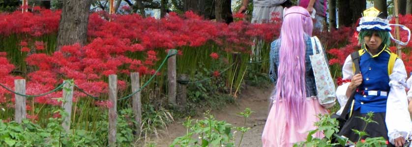 Shogun steles at the entrance of Koma Shrine.