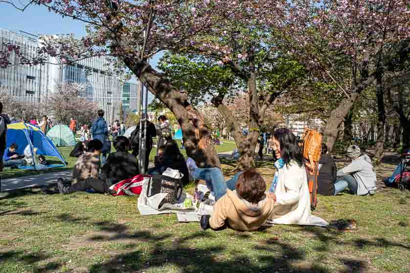 Cherry blossom hanami picnic, Kinshi Park, Kinshicho, Tokyo.