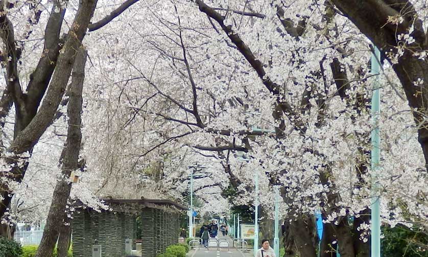 Green Road, Kodaira City, Japan