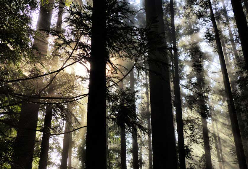 View of the forest along the Kumano Kodo.