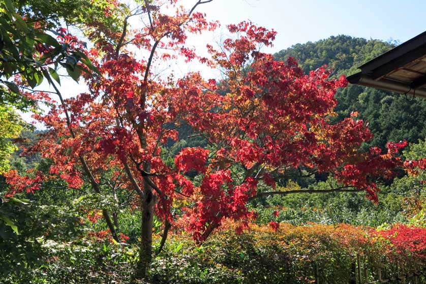 Koetsuji Temple, Kyoto, Japan.