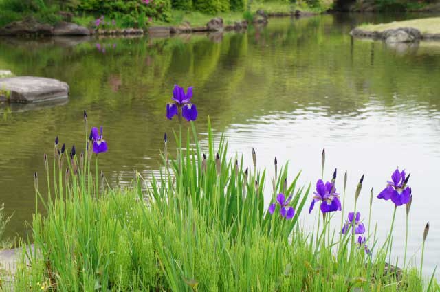 Koishikawa Botanical Garden, Japan