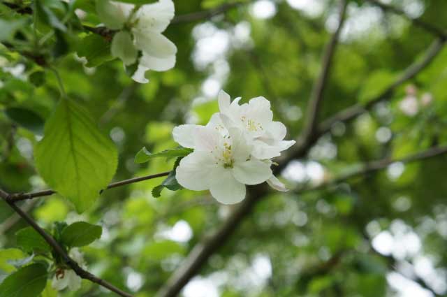 Koishikawa Botanical Garden, Tokyo, Japan