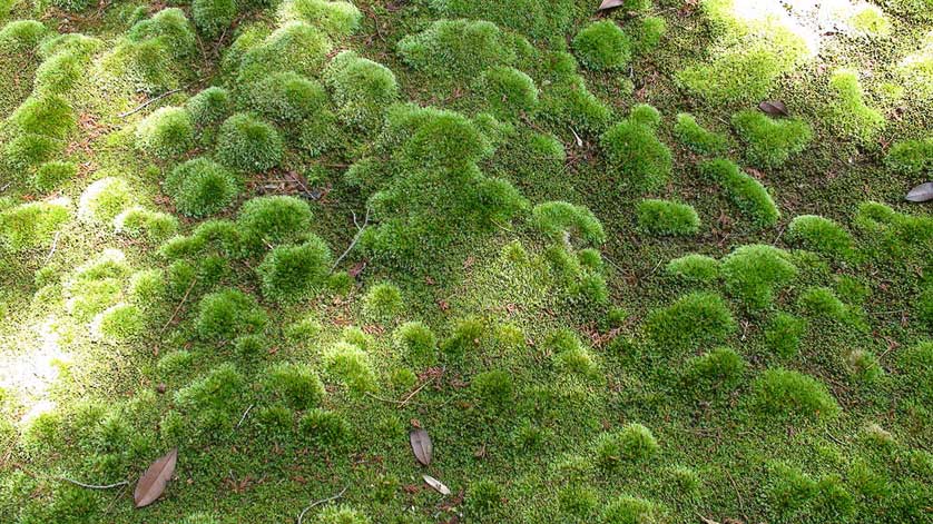 Kokedera, the moss temple, Kyoto.