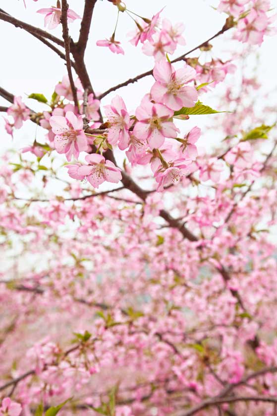 Kumano Kodo cherry blossom