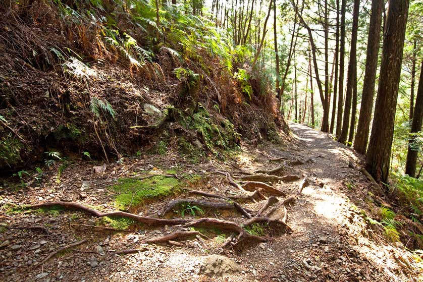 Kumano Kodo Forest Hike
