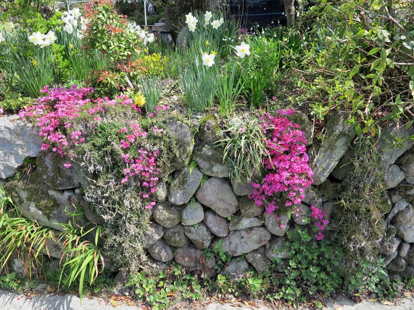 Stone wall with flowers, Kunisaki, Japan.