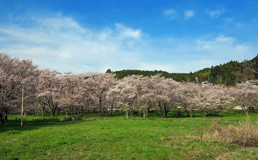 Cherry blossom in Kunisaki, Japan.