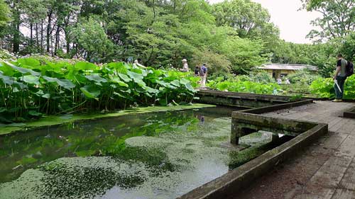 Kyoto Botanical Garden, Kyoto, Japan.