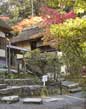 Maples in Kyoto.