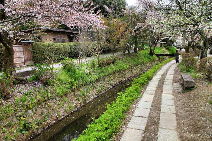 Philosophers Walk is a favorite spot for cherry blossom viewing in Kyoto.