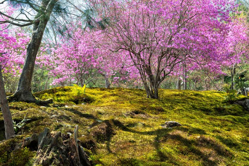 Cherry blossom and moss in Arashiyama, Kyoto.