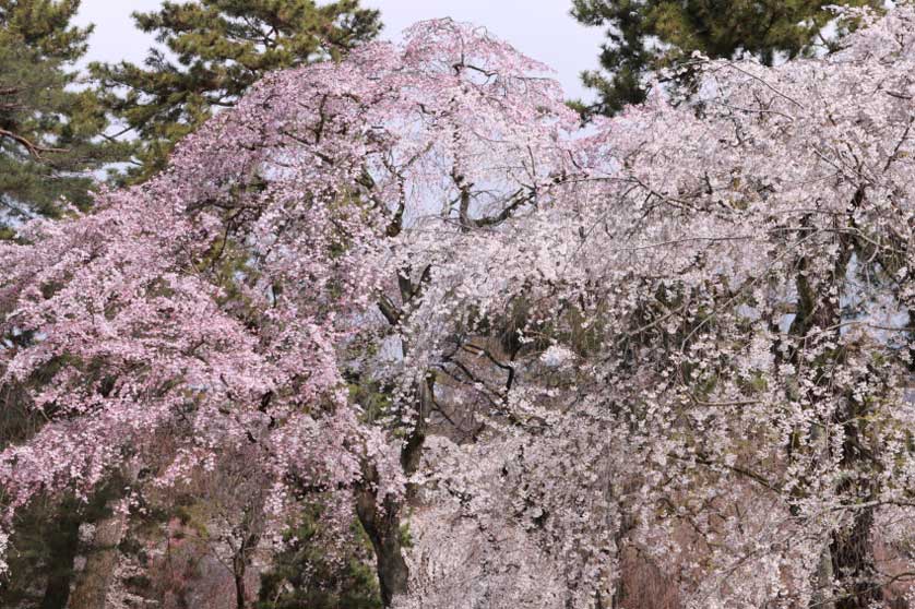 Cherry blossom, Kyoto.
