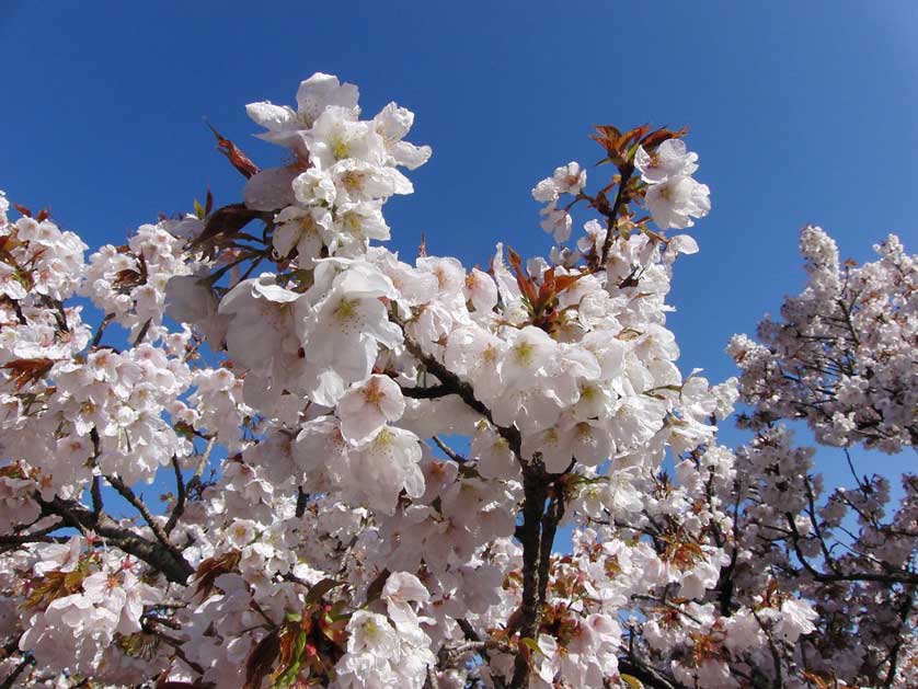 Cherry blossom in full bloom at Ninnaji Temple, Kyoto.