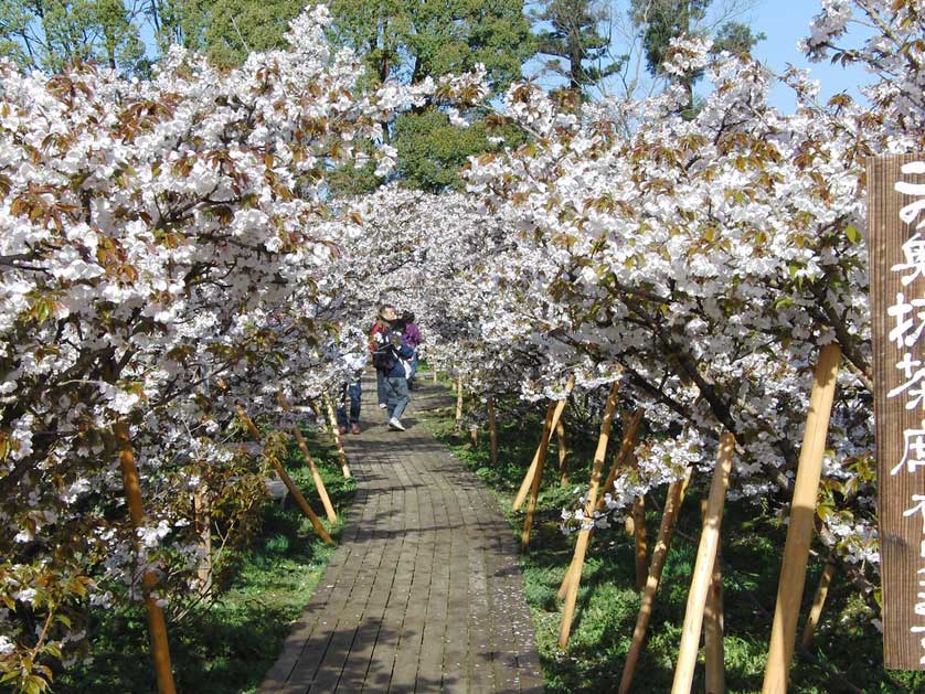 Cherry blossom in full bloom at Ninnaji Temple, Kyoto.