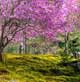 Cherry blossoms in Japan.