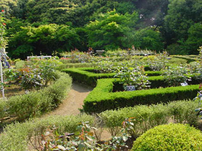 Kyu-Furukawa Gardens, Tokyo.