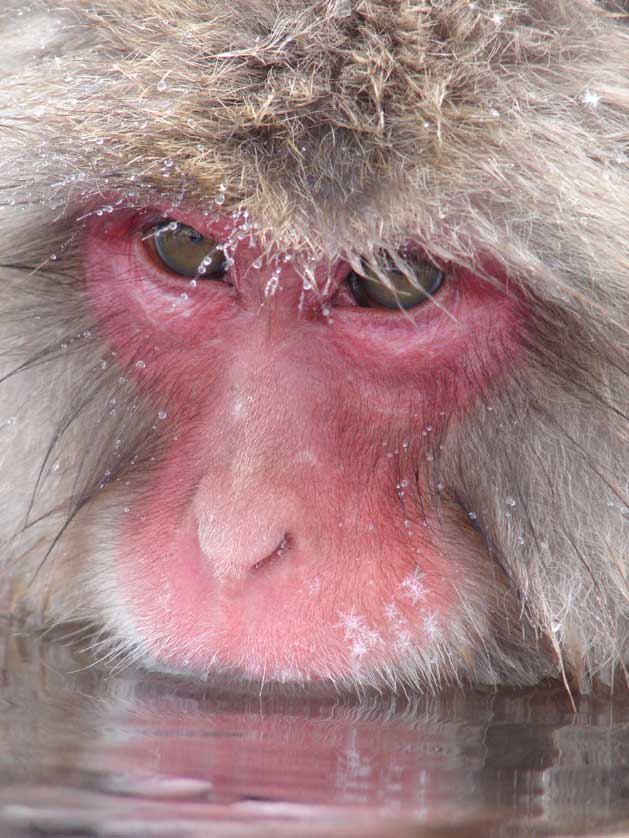 Japanese Macaque, Japan Monkey.