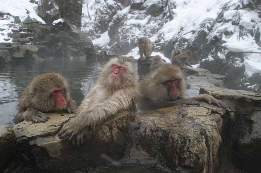 Japanese Macaque, Japan Monkey.