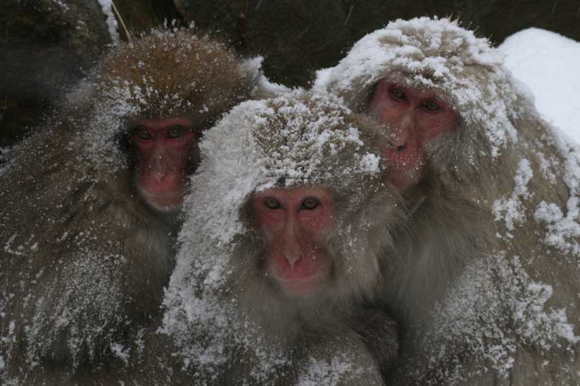 Japanese Macaque, Japan Monkey.