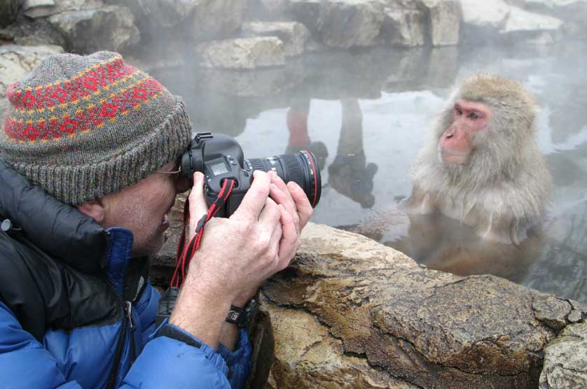 Japanese Macaque, Japan Monkey.