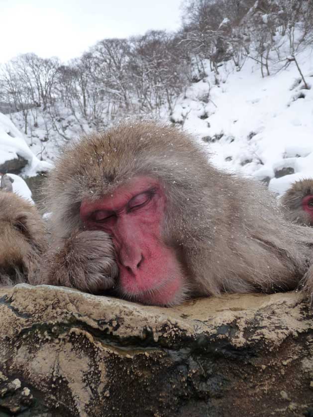 Japanese Macaque, Japan Monkey.