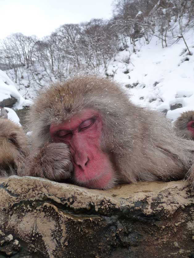 Japanese Macaque, Japan Monkey.