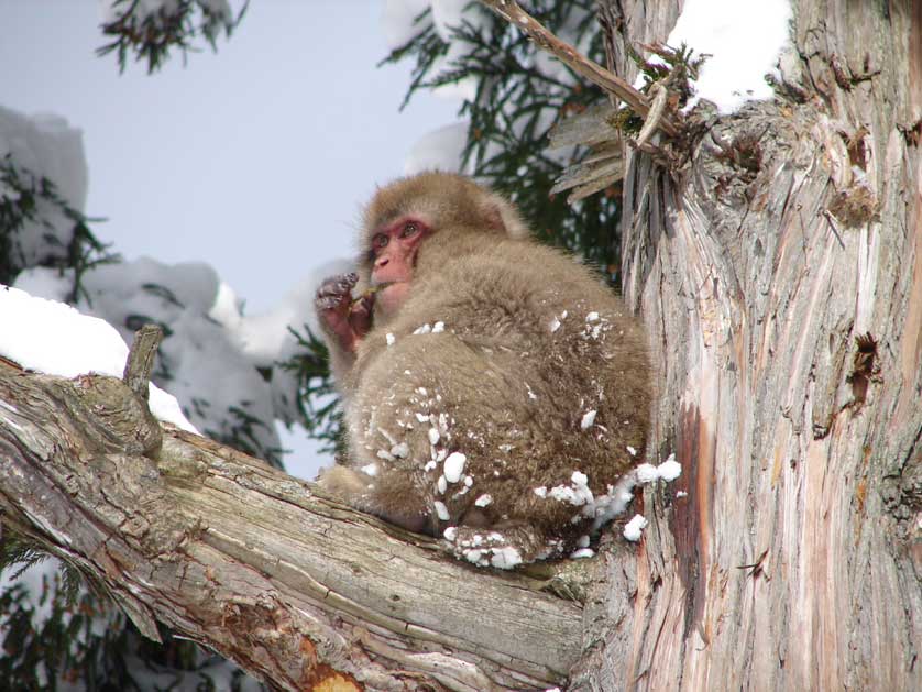 Japanese Macaque, Snow Monkey.