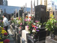 Cemetery of Mantoku-in Temple, resting place of sumo giants, Koto ward, Tokyo.