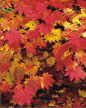 Maples in Arashiyama.