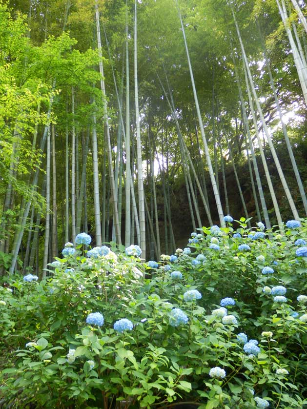 Meigetsu-in, Kamakura, Kanagawa Prefecture