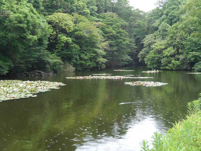 Meiji Shrine Inner Garden, Meiji Jingu, Tokyo.