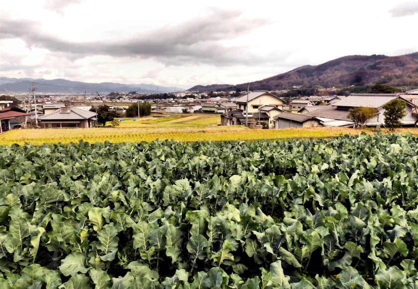 Mima City in Tokushima is primarily an area of agricultural, mountain villages.