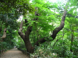 Monogatari no Matsu, Institute of Nature Study, Tokyo.