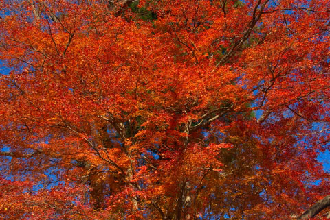 Mount Takao fall maples.