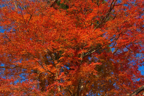 Mount Takao fall maples.