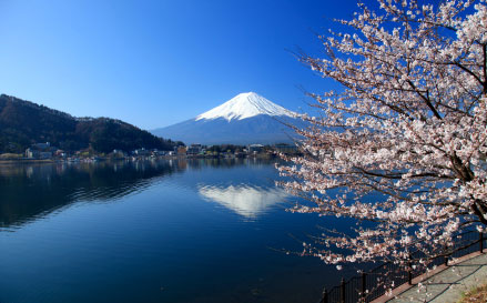 Mt Fuji at cherry blossom time in spring.