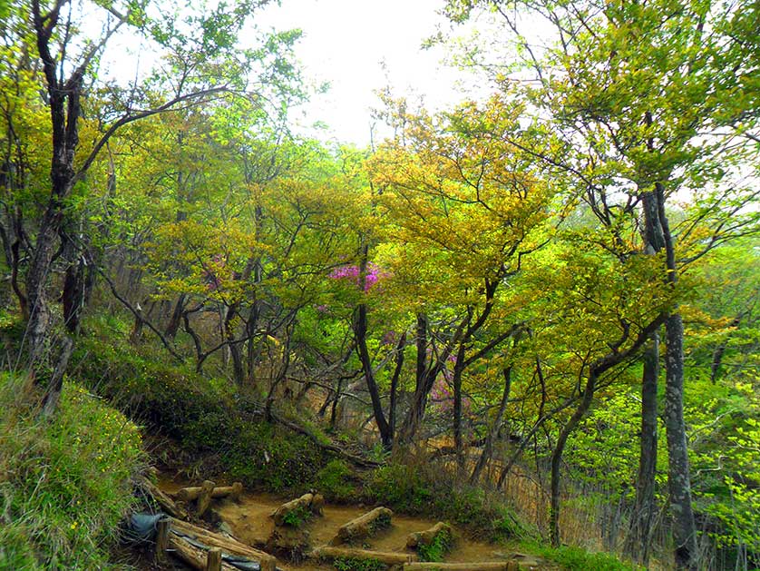 Mt. Oyama, Kanagawa Prefecture, Japan.