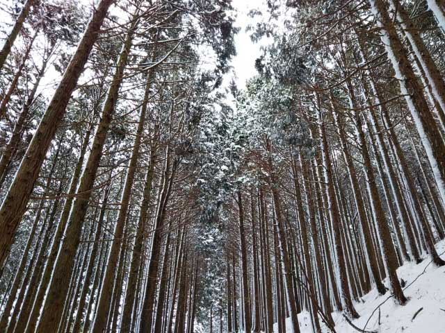 Cedar forest, Mount Hiei, Kyoto.