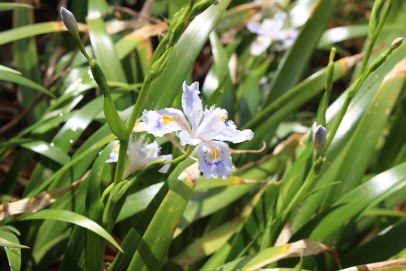 Flower on Mt. Takao.