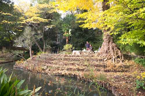 Overlooking the pond in Mukojima Hyakkaen Garden, Tokyo, Japan.