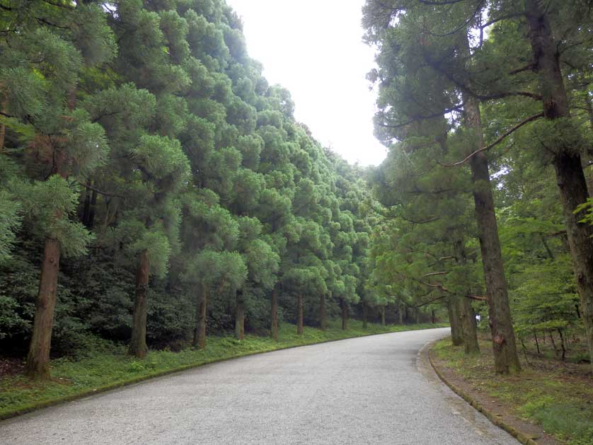 Cedar trees at the Musashi Imperial Graveyard, Hachioji, Tokyo.