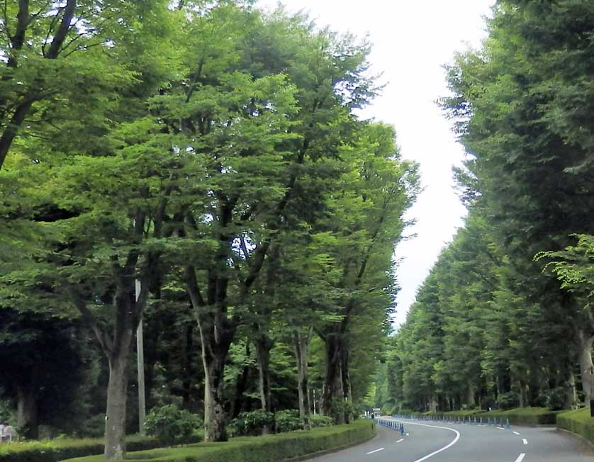 Keyaki Namiki Dori (Zelkova Avenue) leading to the Musashi Imperial Graveyard, Hachioji, Tokyo.