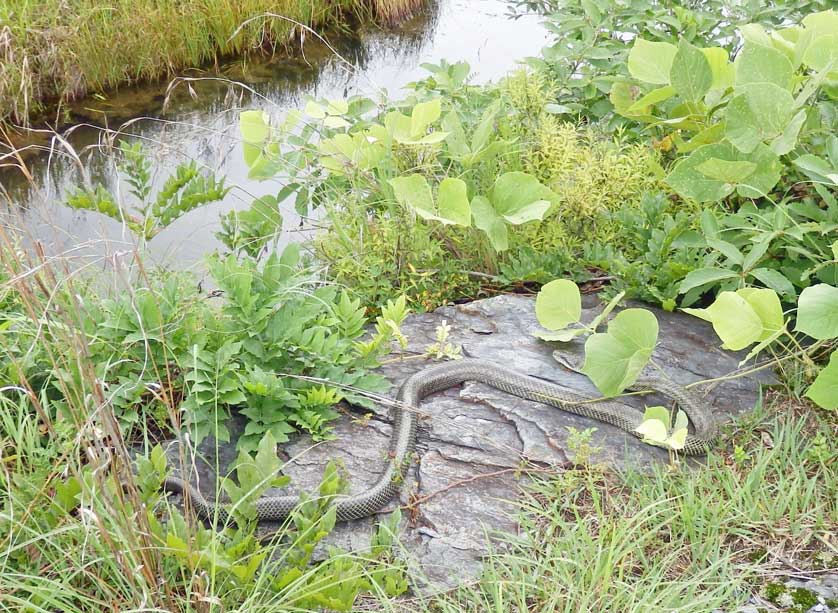 Japanese rat snake at Iwadatami.