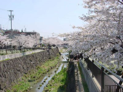 Cherry blossom in Nagoya.