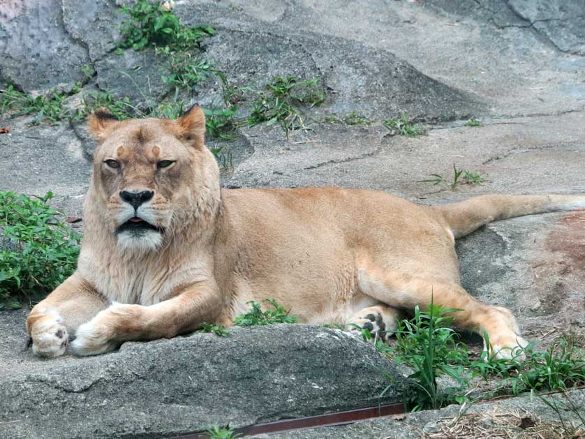 Lion at Nagoya Zoo, Nagoya, Aichi